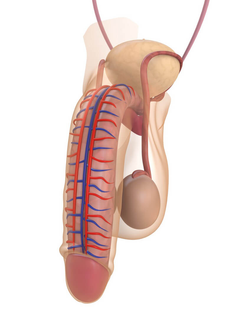 Grafik von Penis und Hoden