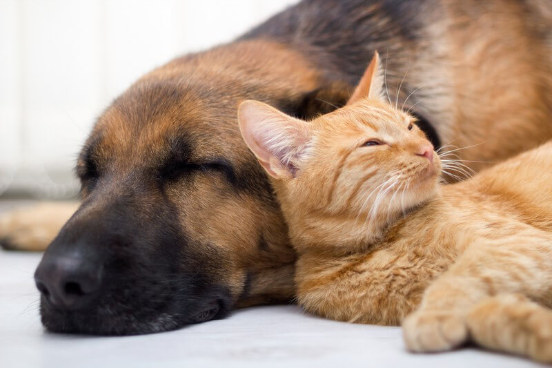 ᐅ Häufige Erkrankungen und Verletzungen bei Katzen ...