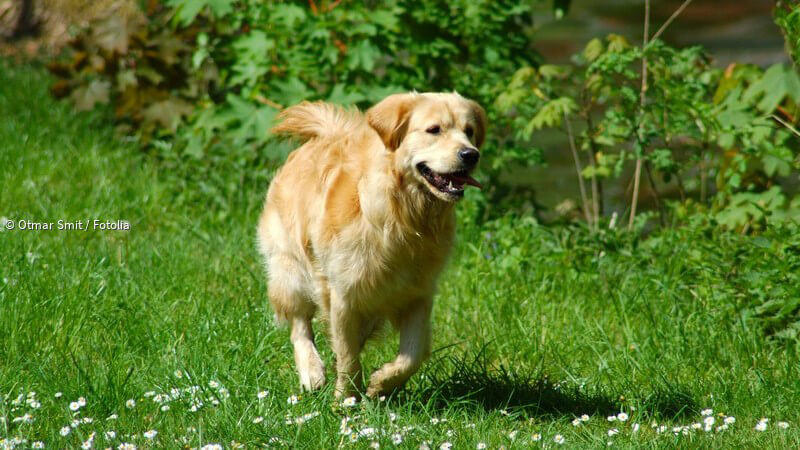 ᐅ Zeckenbefall bei Hunden und Katzen Zeitraum, Schutz, Entfernung und