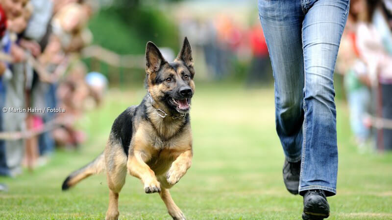 ᐅ Angst vor unangeleinten Hunden Tipps für Jogger zum richtigen Verhalten