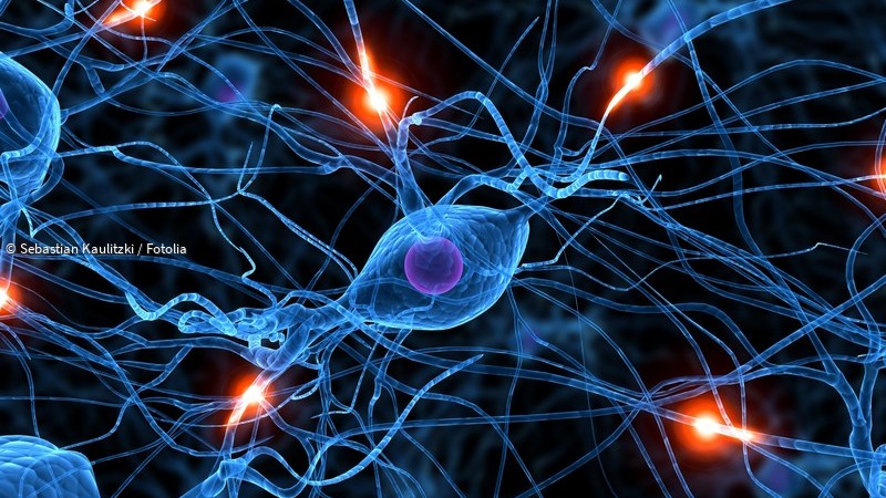 ᐅ Synapsen - Stellen den Kontakt zwischen Nervenzelle und anderen