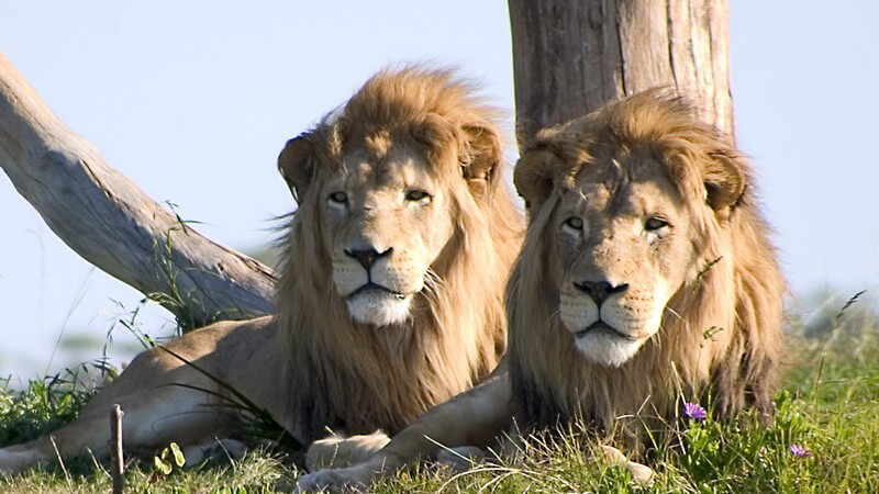 ᐅ Merkmale und Lebensräume von Tieren, die man bei einer Safari