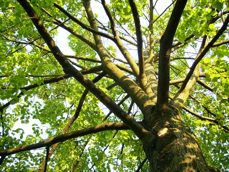 ᐅ Bäume im eigenen Garten Tipps zur passenden Auswahl