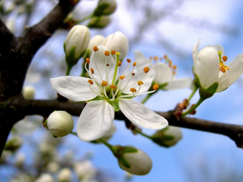 ᐅ Schlehdorn in der Natur und Heilkunde