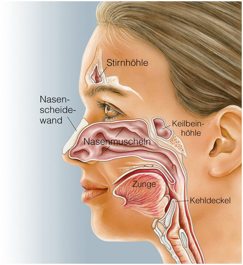 Das Nasenbein Macht Den Grossten Teil Des Nasendachs Aus Paradisi De