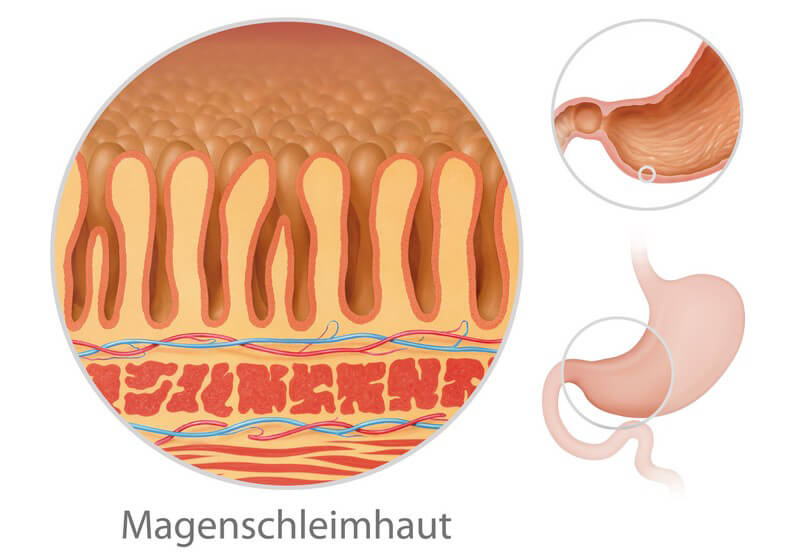 ᐅ Der Magen - Speichert Und Durchmischt Die Nahrung, Damit Sie ...